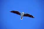 Hartlaub´s gull gliding across the sea
