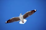 Flying Hartlaub´s gull