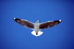 Hartlaub´s gull in the Sky of Dyer Island
