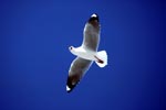 Hartlaub´s gull in the blue sky