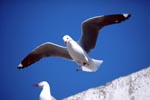 Hartlaub´s gull shortly before landing