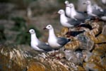Hartlaub´s gulls on Dyer Island