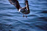 Flying young Kelp gull 