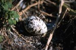 Sea bird egg
