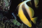 Red sea bannerfish (Heniochus intermedius)