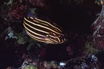 Sixstriped soapfish (Grammistes sexlineatus)