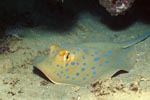 Bluespotted ribbontail stingraywith oval light blue spots