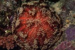 Sea urchin (Asthenosoma varium)