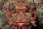 Bearded Scorpionfish (Scorpaenopsis barbata) detail