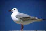 Hartlaub´s gull on Dyer Island
