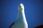 Hartlaub´s gull portrait frontal
