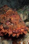 Bearded Scorpionfish (Scorpaenopsis barbata)