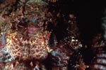 Bearded Scorpionfish (Scorpaenopsis barbata)