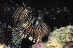 Indian lionfish (Pterois miles)