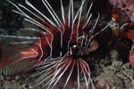 Clearfin lionfish