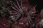 Clearfin lionfish (Pterois radiata)