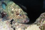 Greasy grouper lurking for prey