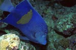 Arabian angelfish (Pomacanthus maculosus)