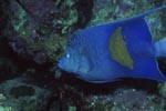 Arabian angelfish (Pomacanthus maculosus)