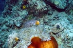 Pink anemonefish with anemone