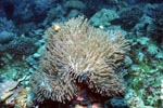 Pink anemonefish with anemone