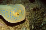 Blue Spotted Stingray seeks hiding place under coral ledge