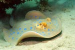 Bluespotted ribbontail stingray over sandy soil