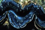 Giant clam opens
