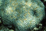Stony coral