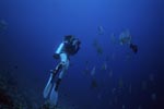 Diver in the shoal of fish
