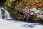 Brown bear in the autumn at the waterfall