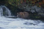 Brown Bear looking for salmon