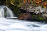 Brown Bear in autumnal scenery