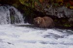 Brown bear in the fall at the waterfall