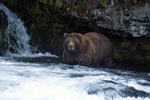 Attentive brown bear at the waterfall