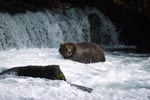 Brown bear in strong current