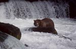 Brown bear surrounded by water