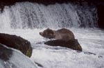 Brown bear shakes water off 