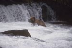 Brown bear right under the waterfall
