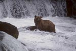 Brown bear surrounded by flowing water