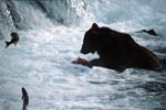 Brown Bear with salmon prey