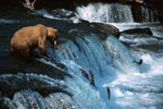 Successful brown bear at the waterfall