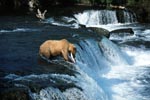 Brown bear with salmon at the waterfall