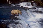 Single Brown Bear at the waterfall