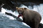 Brown Bear with salmon prey
