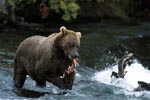 Brown bear eats a salmon