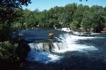 Brown Bears and salmon at the waterfall
