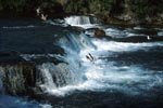 Brown bear and jumping salmon at the waterfall