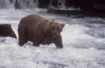 Brown Bear looking for salmon at the waterfall