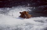 Diving Brown Bear below the waterfall